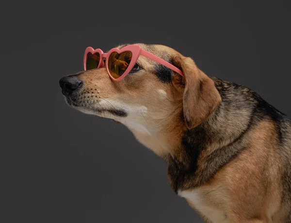 Anjing berbulu coklat fashion dengan kacamata hitam berbentuk hati — Stok Foto