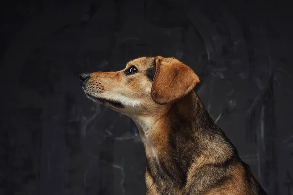 Single brown furred dog posing against dark background — Stock Photo, Image