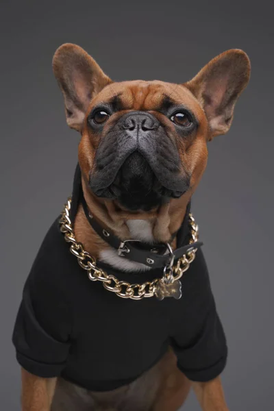 Headshot van franse bulldog gekleed in zwarte trui — Stockfoto