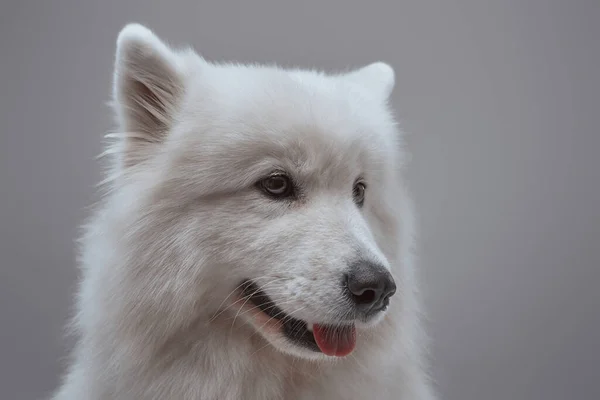 Cabeza de perro blanco samoyed contra fondo gris — Foto de Stock