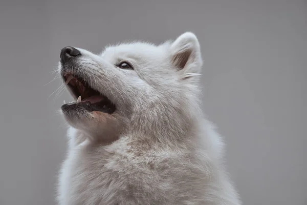 Cãozinho samoyed russo puro com pêlo branco fofo — Fotografia de Stock