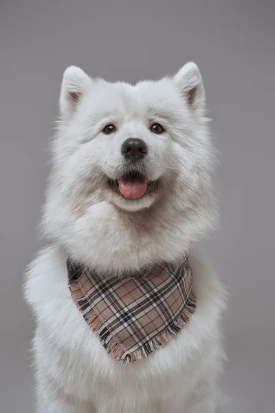 Samoyed cão com pêlo branco macio e lenço — Fotografia de Stock