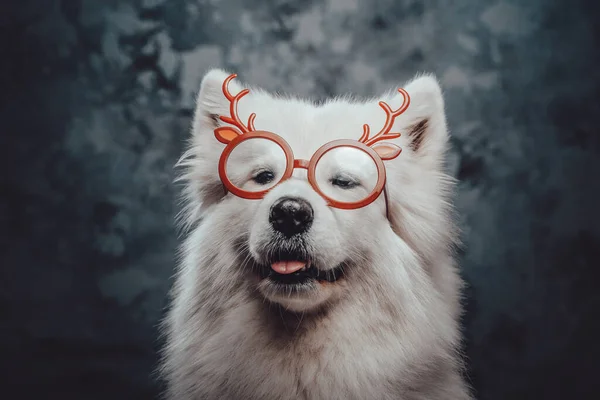 Самойдова собака з окулярами для оленів на темному фоні — стокове фото