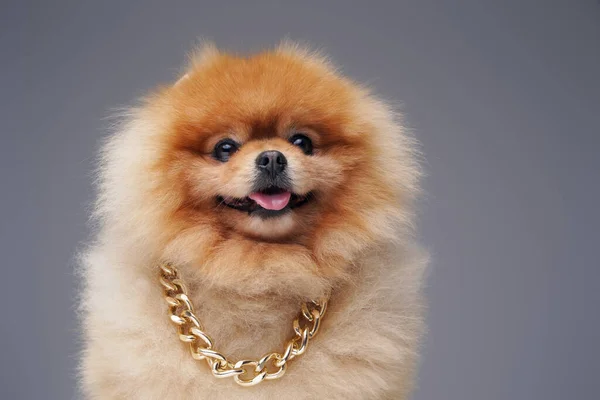 Pedigreed pomeranian dog with golden chain and fluffy fur — Stock Photo, Image