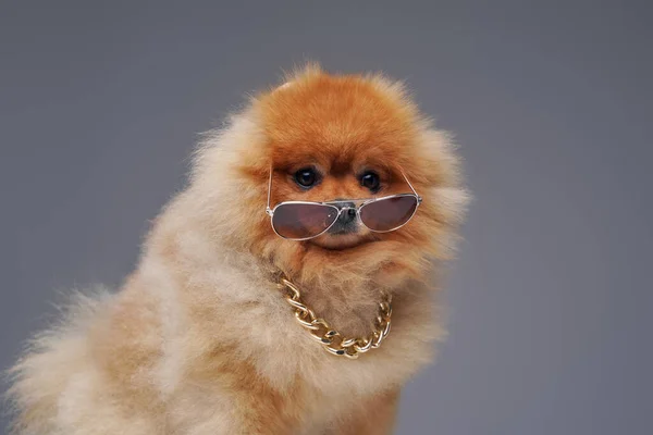 Peach pomeranian σπιτζ σκύλος με αλυσίδα και γυαλιά ηλίου — Φωτογραφία Αρχείου