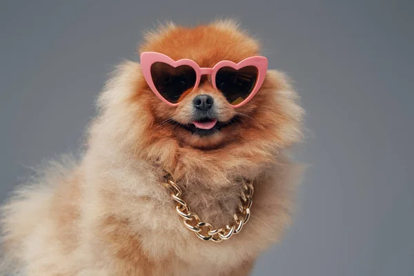 Orange pomeranian spitz dog with sunglasses and chain — Stock Photo, Image