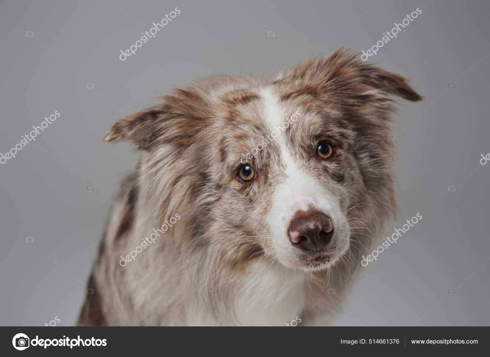 Purebred england border collie with fluffy beige fur Stock Photo fxquadro 514661376