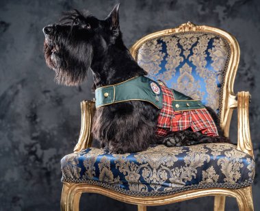 Şık siyah İskoç köpeği lüks koltukta oturuyor.