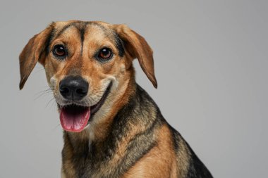 Şımarık, neşeli, kahverengi tüylü bir köpek.