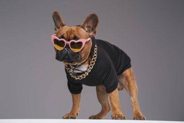 Siyah kazaklı, kalp şeklinde güneş gözlüklü, şık bir bulldog.