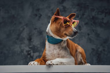 Siyah arka planda güneş gözlüklü moda köpeği.