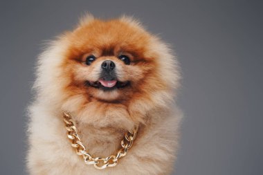 Altın zincirli, tüylü tüylü, safkan bir Pomeranya köpeği.