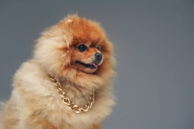 Altın zincirli, tüylü tüylü, safkan bir Pomeranya köpeği.