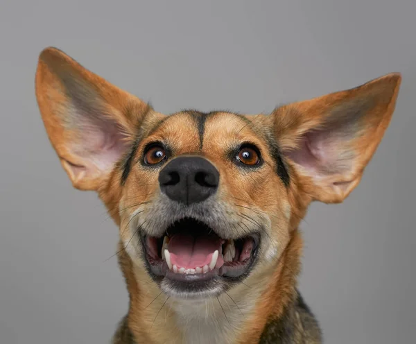 Fröhliches Hunde-Haustier lächelt vor hellgrauem Hintergrund — Stockfoto