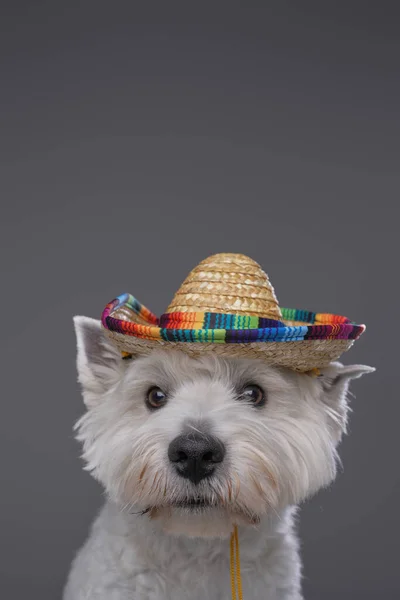 West Highland terrier hund med mexikanska halmhatt — Stockfoto