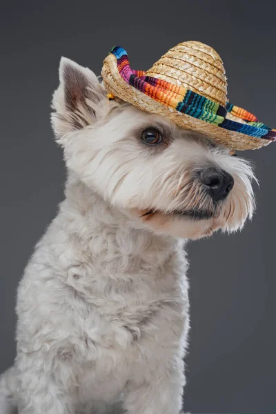 Cachorro terrier branco divertido com chapéu de palha mexicano — Fotografia de Stock