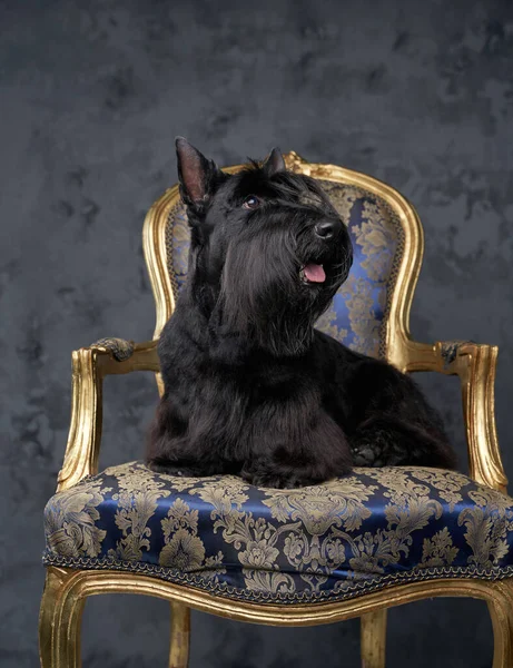 Scottish Terrier rasy piesek siedzi na luksusowym fotelu — Zdjęcie stockowe