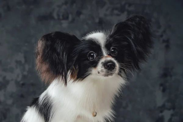 Headshot of purebred papillon puppy with black white fur — Stock Photo, Image