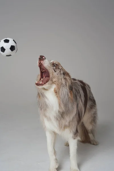 Anjing penjaga perbatasan bermain-main bermain dengan bola. — Stok Foto