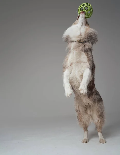 용감 한 영국의 양치기 가 스튜디오 안에서 공을 가지고 노는 모습 — 스톡 사진