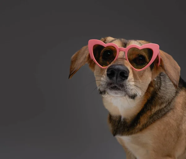 Moda perro peludo marrón con gafas de sol en forma de corazón —  Fotos de Stock