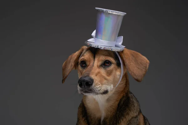 Śmieszne rodowód pies z góry kapelusz na szarym tle — Zdjęcie stockowe