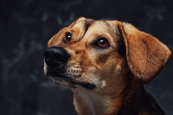 Brown furred purebred dog posing against dark background — Stock Photo, Image