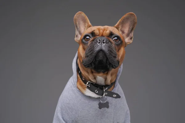 Elegante bulldog francese con colletto sullo sfondo grigio — Foto Stock