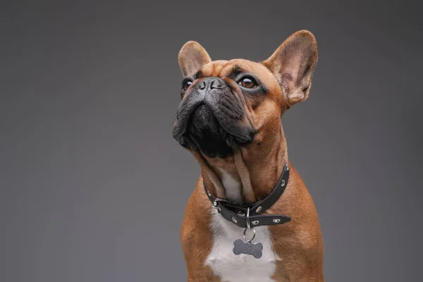 Cabeza de bulldog francés de piel marrón sobre fondo gris —  Fotos de Stock