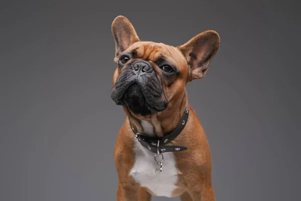 Enkel rasechte bulldog met bruin vacht tegen grijze achtergrond — Stockfoto
