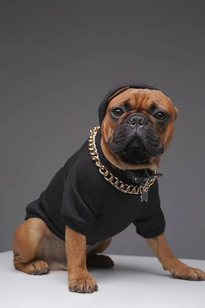 Inhemska renrasiga franska bulldogg klädd i svart hoody — Stockfoto