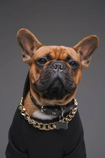 Headshot van franse bulldog gekleed in zwarte trui — Stockfoto