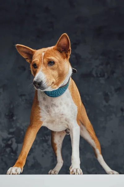 Perro basenji de raza pura naranja de pie sobre una mesa blanca —  Fotos de Stock
