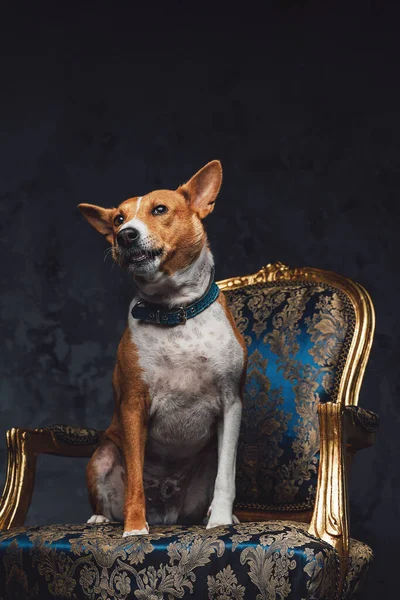 Čistokrevné basenji psí zvíře sedí na luxusním křesle — Stock fotografie