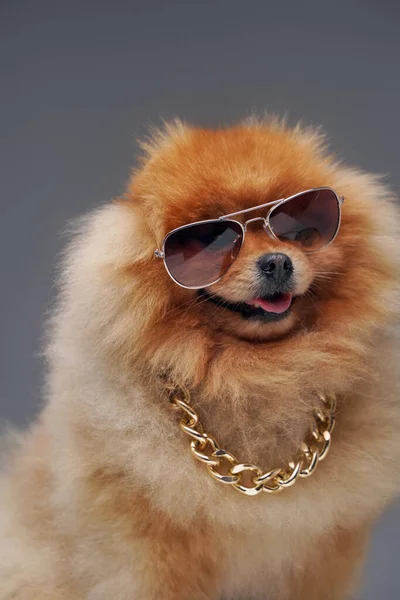 Puszysty pies pomerański w złotym łańcuszku i okularach przeciwsłonecznych — Zdjęcie stockowe