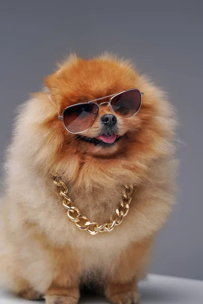 สุนัข Spitz เล็ก ๆ ที่มีโซ่ทองคําและแว่นตากันแดดเย็น — ภาพถ่ายสต็อก