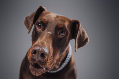 Gri arka planda yakalı kahverengi dobermanın vesikalığı.