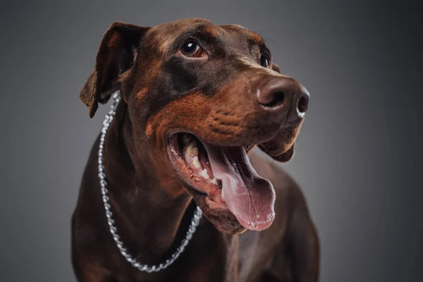 Cão doberman adorável com pele marrom escuro e colar de prata — Fotografia de Stock