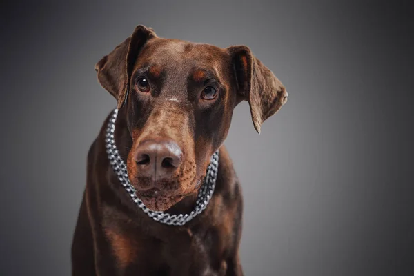 Headshot de doberman brun avec collier sur fond gris — Photo