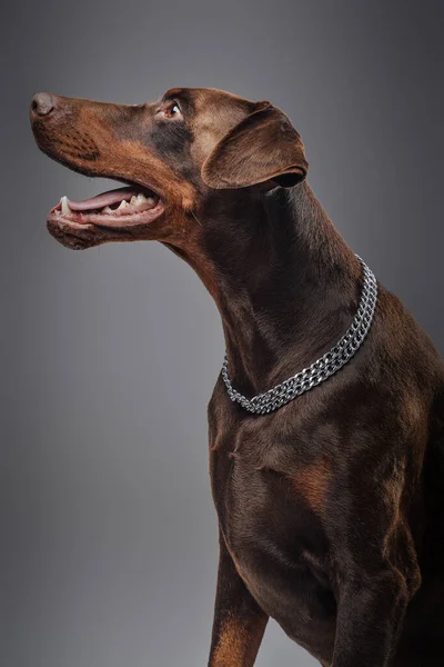 Prise de vue de tête de doberman brun unique sur fond gris — Photo