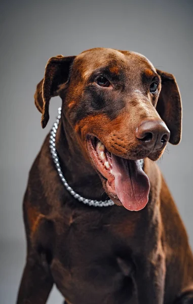 Prise de vue de tête de doberman brun unique sur fond gris — Photo