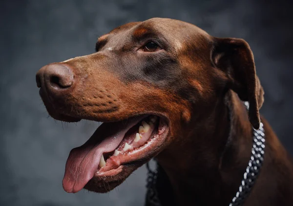 Чистий собака з срібним коміром на темному тлі — стокове фото