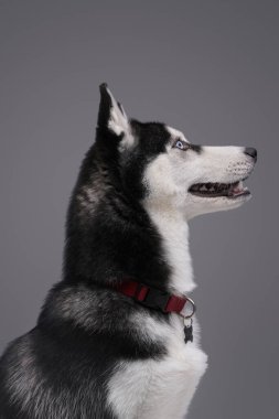 Tasmalı, tüylü, neşeli, iri kıyım bir köpek.
