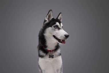 Safkan Sibirya köpeği gri arka planda poz veriyor.