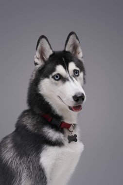 Gri arka plana karşı soylu siyah beyaz köpek.
