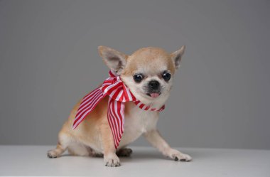 Gri arka planda papyonlu minyatür chihuahua köpeği.