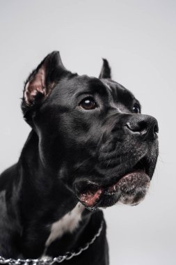 Saf kan siyah Stéfordshire Bullterrier köpeğinin kafa resmi.