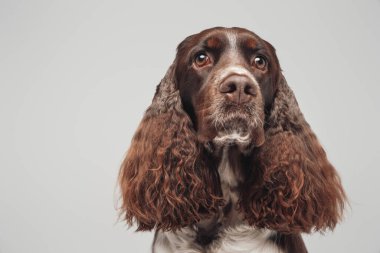 Kahverengi ve beyaz soylu tüylü kıvırcık tüylü köpek.
