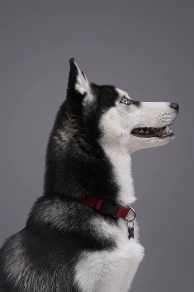 Glada husky hund med krage och fluffig päls — Stockfoto