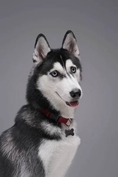 Pedigreed cão husky preto e branco contra fundo cinza — Fotografia de Stock